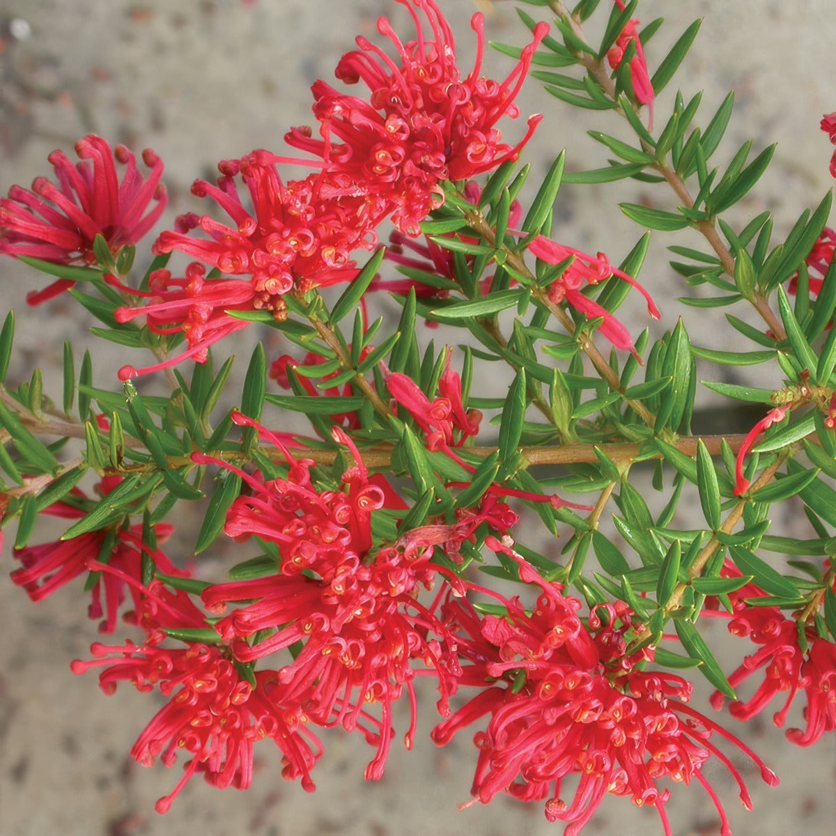 Grevillea New Blood Lpogrenbl - Garden Express Australia