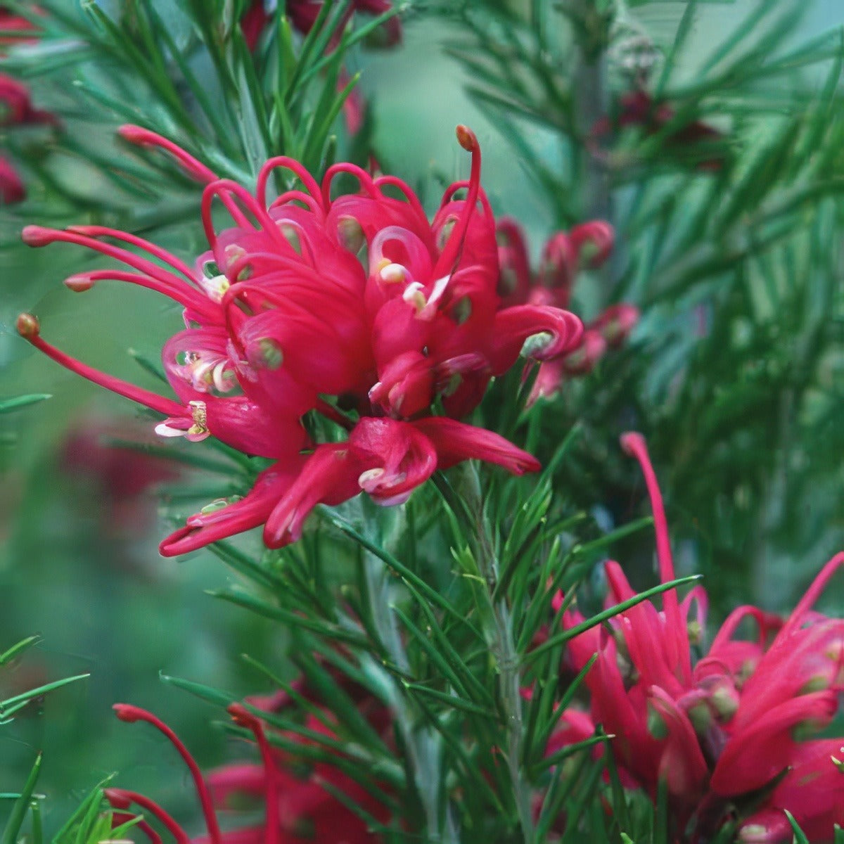 Grevillea Scarlet Sprite - Garden Express Australia