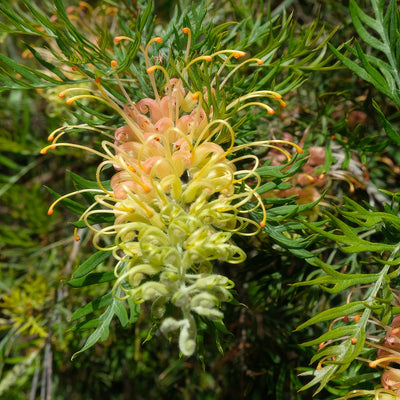 Grevillea Peaches And Cream - Garden Express Australia