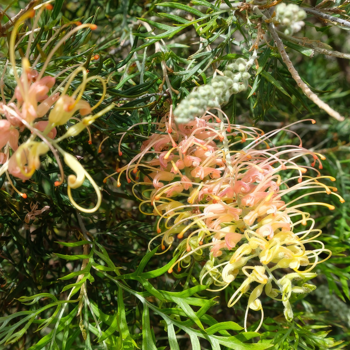 Grevillea Peaches And Cream P14grepcr - Garden Express Australia