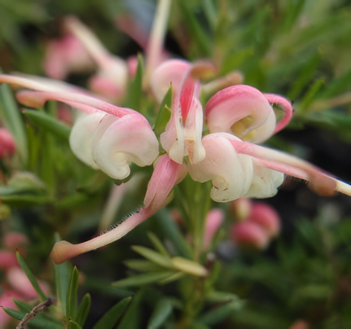 Grevillea Pink Pixie - Garden Express Australia
