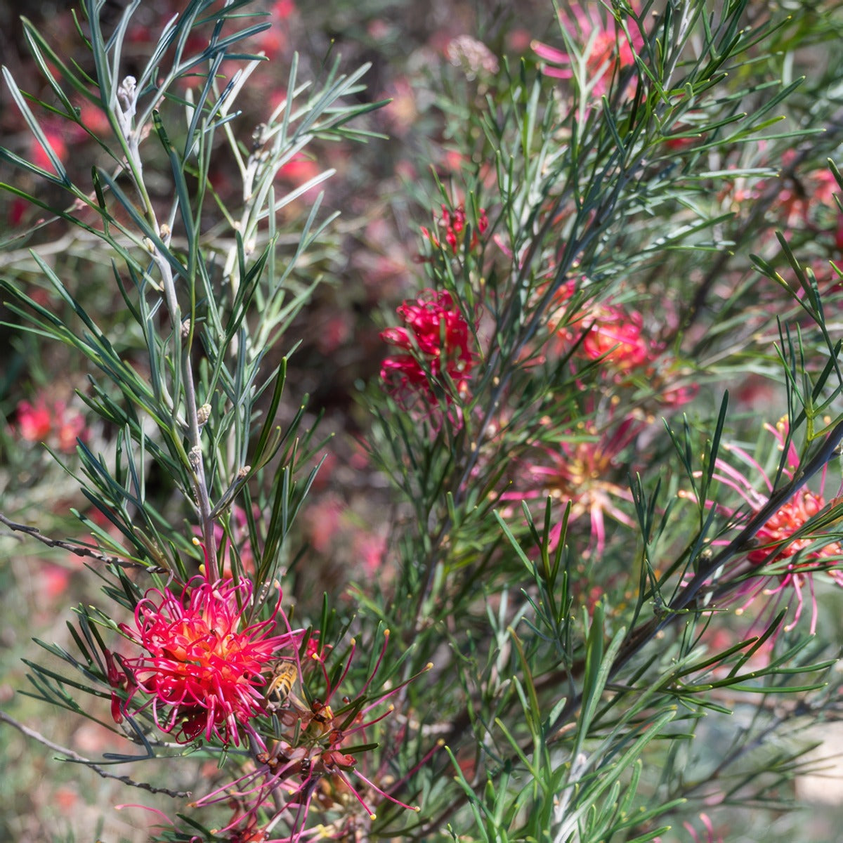 Grevillea Red Sunset Lpogrersu - Garden Express Australia