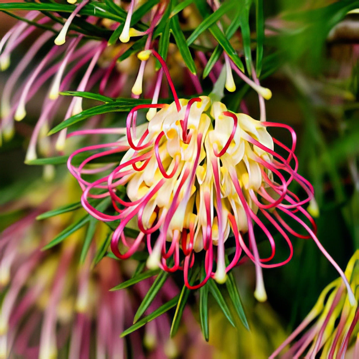 Grevillea Winpara Gold13 - Garden Express Australia