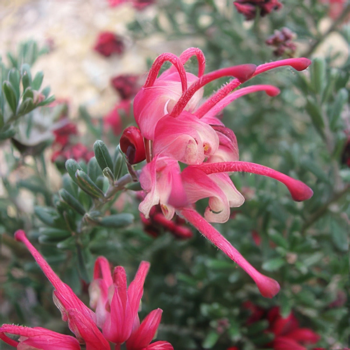 Grevillea Winter Delight By Melburnian Via Wikimedia Commons Lpogrewde - Garden Express Australia