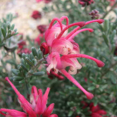 Grevillea Winter Delight By Melburnian Via Wikimedia Commons Lpogrewde - Garden Express Australia