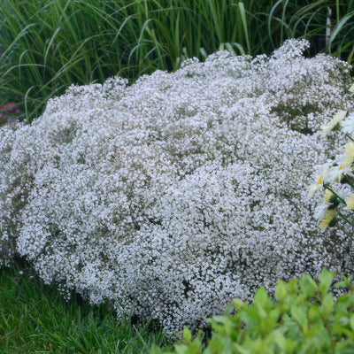 Gypsophila Summer Sparkles 1 - Garden Express Australia