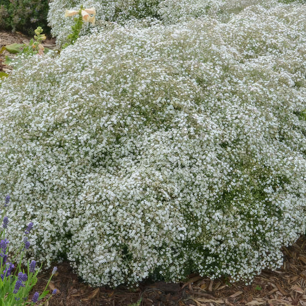 Gypsophila Summer Sparkles P68gypssp - Garden Express Australia