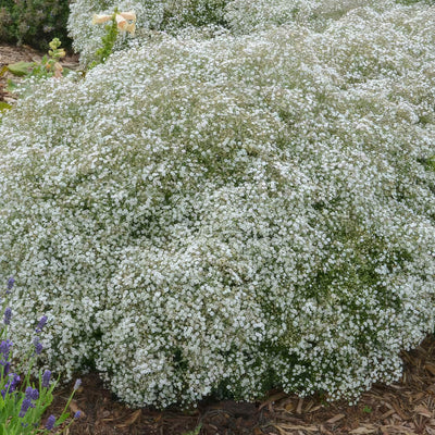 Gypsophila Summer Sparkles P68gypssp - Garden Express Australia