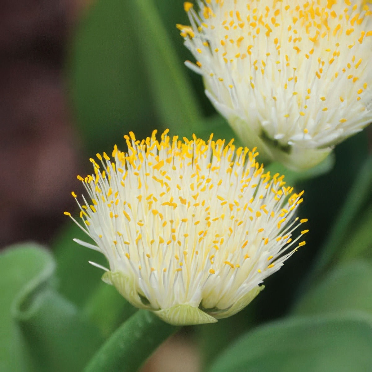 Haemanthus White 14 - Garden Express Australia