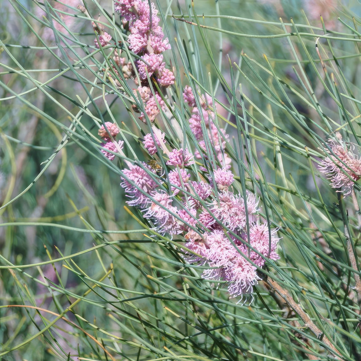 Hakea Invaginata Pink Plumed Hakea P14hakinv - Garden Express Australia