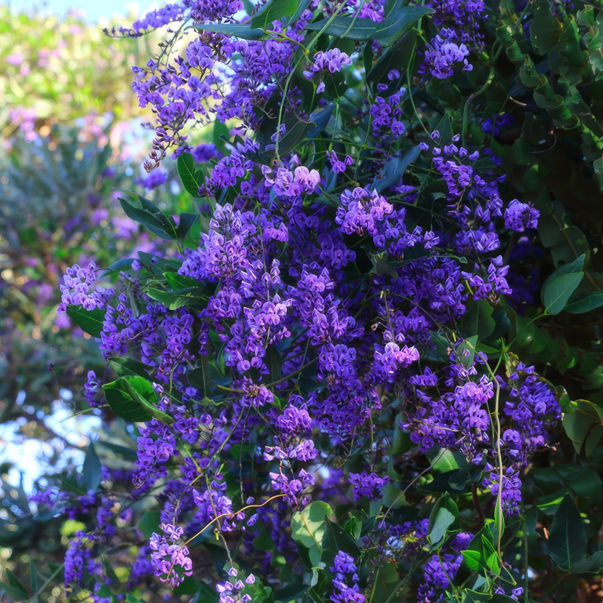 Hardenbergia Sea Of Purple P14harsop - Garden Express Australia
