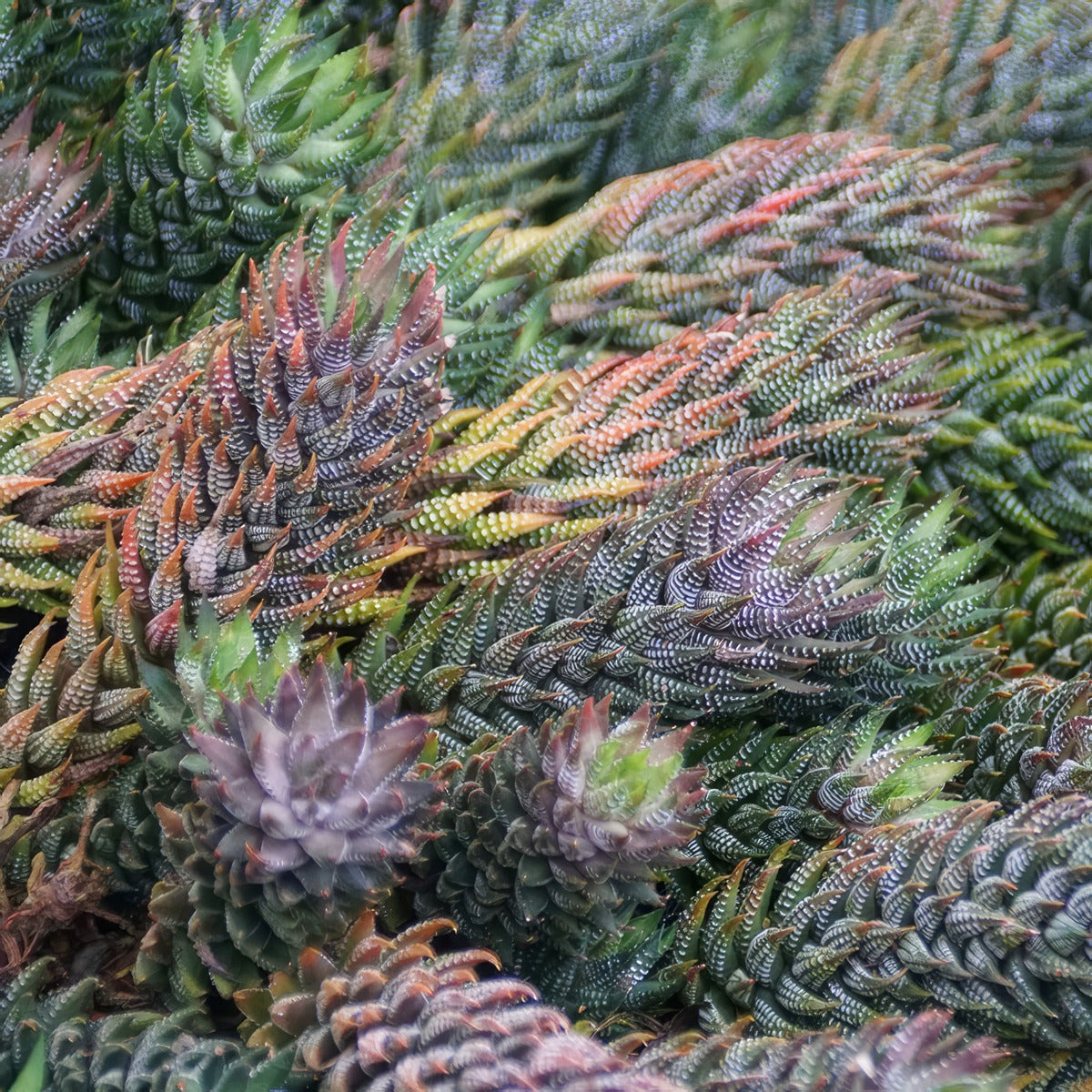 Haworthia Coarctata Red P68hawcor - Garden Express Australia