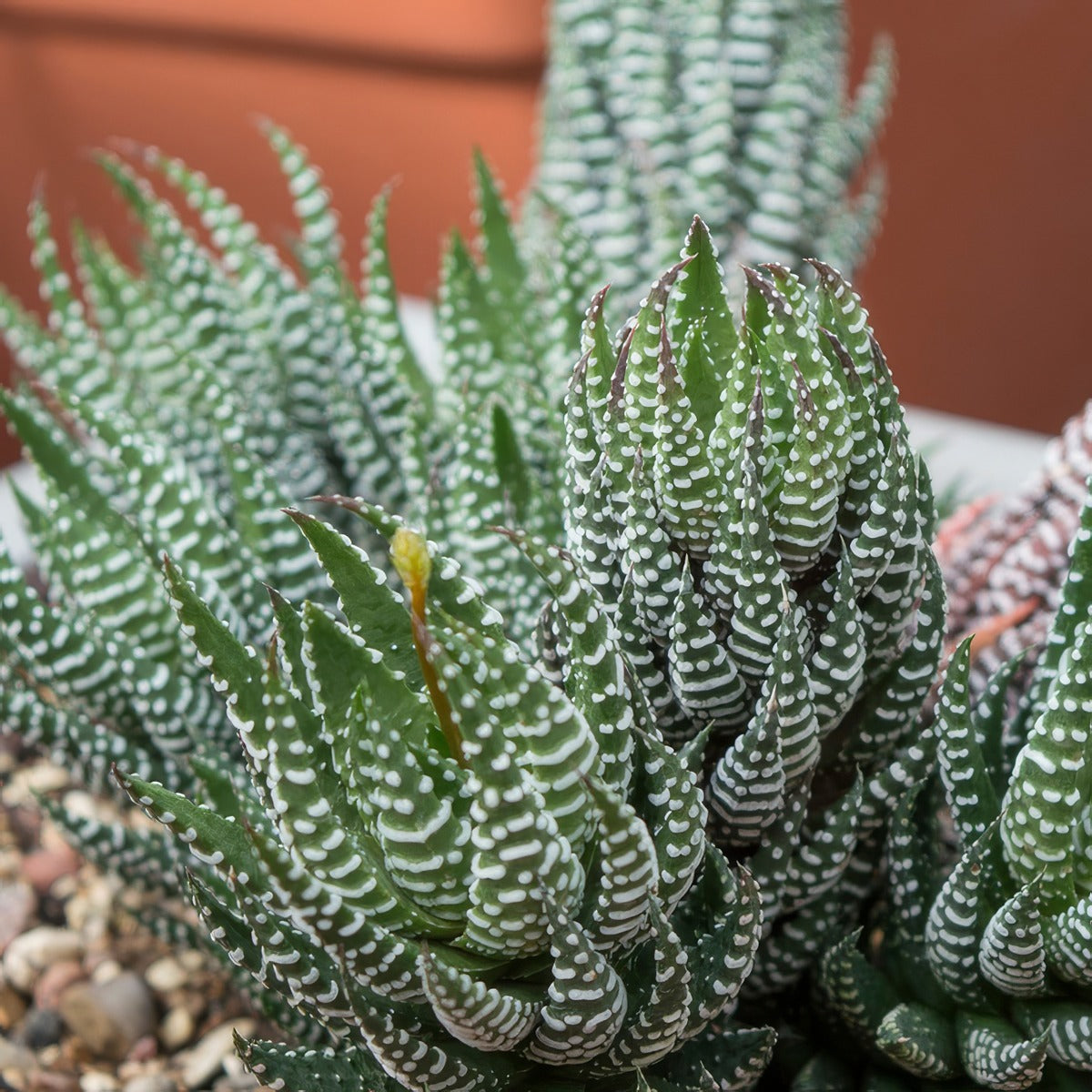 Haworthia Reinwardtii Green P68hawreg - Garden Express Australia