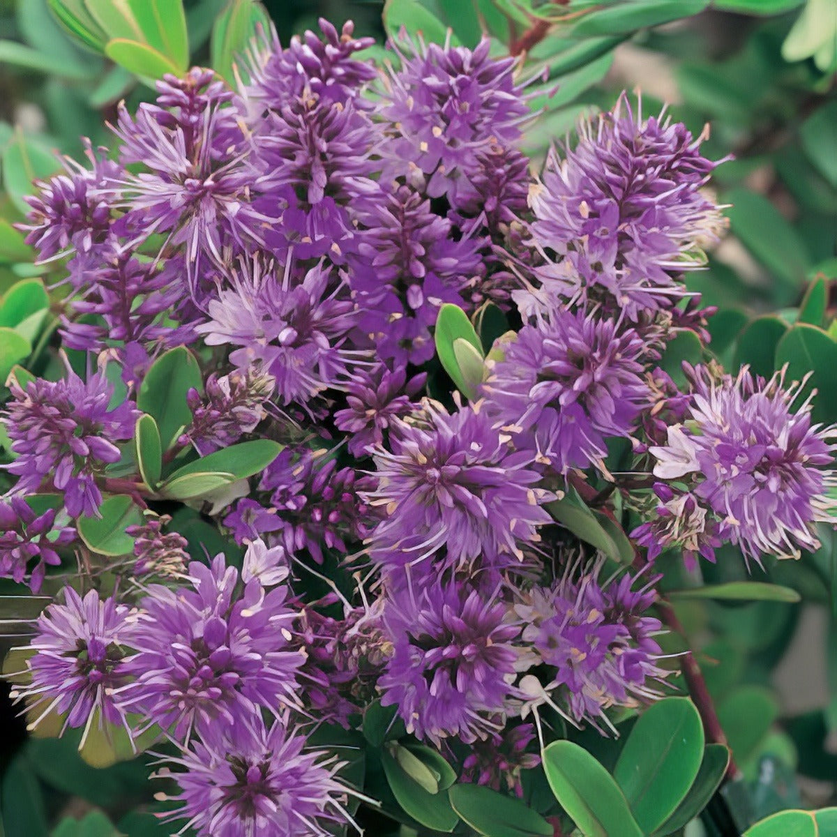 Hebe Inspiration 15 - Garden Express Australia