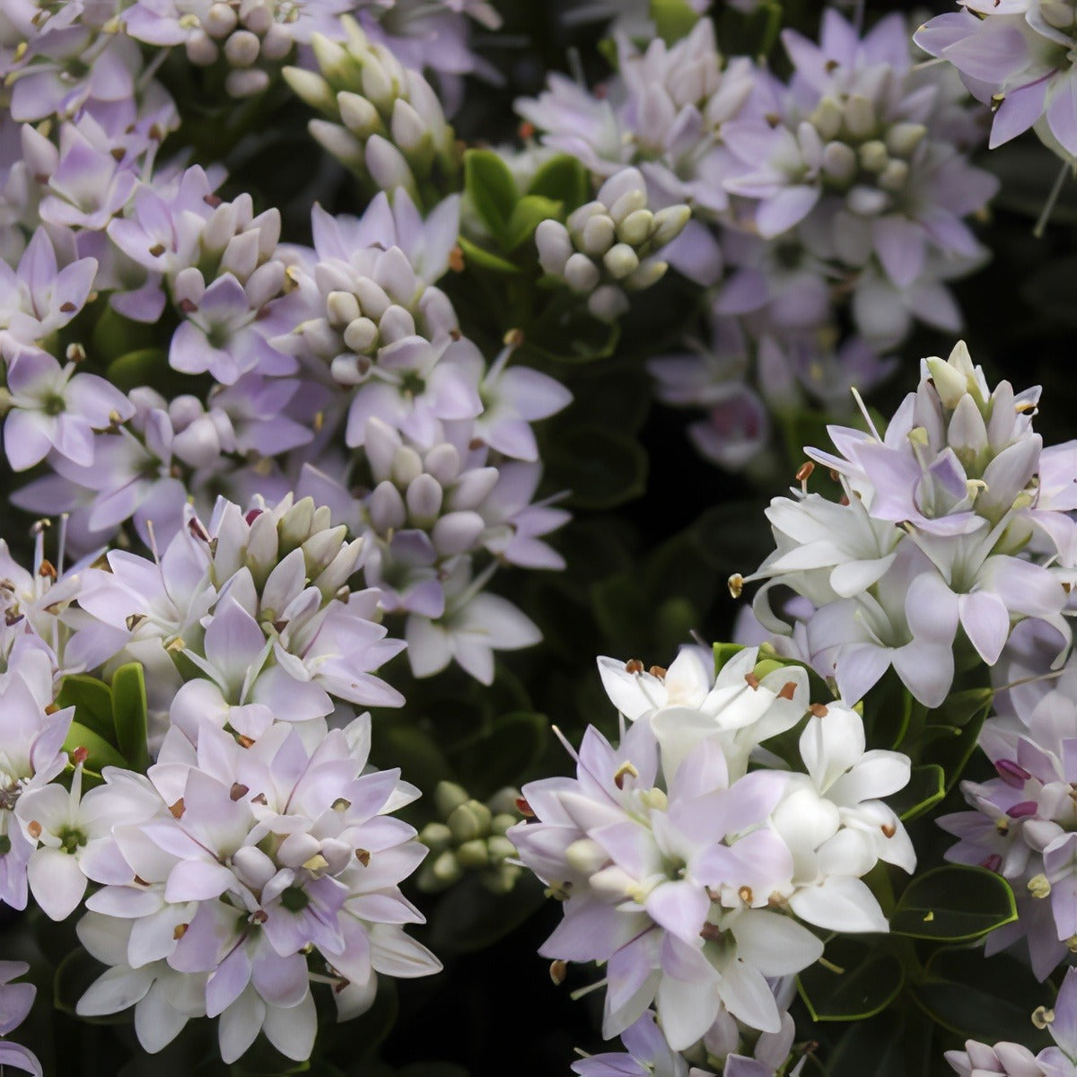Hebe Buxifolia 16 - Garden Express Australia