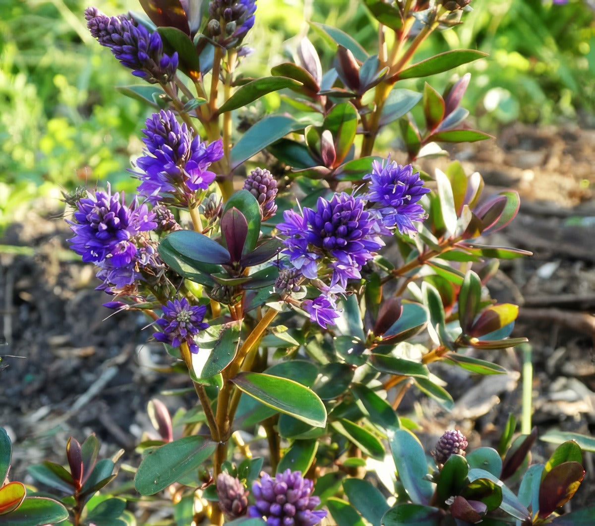 Hebe Never Ending Glory 2 - Garden Express Australia