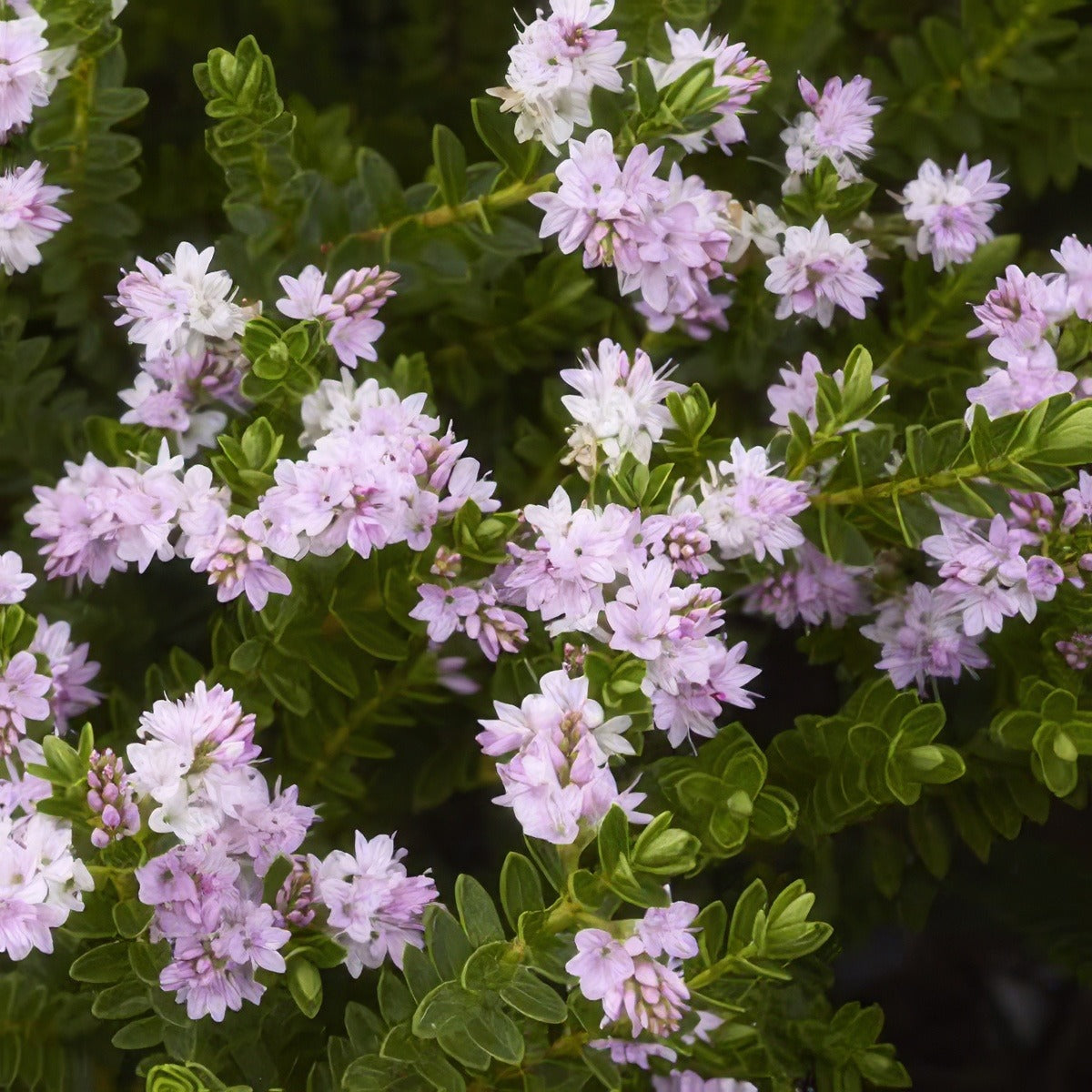 Hebe Wiri Cloud 14 - Garden Express Australia