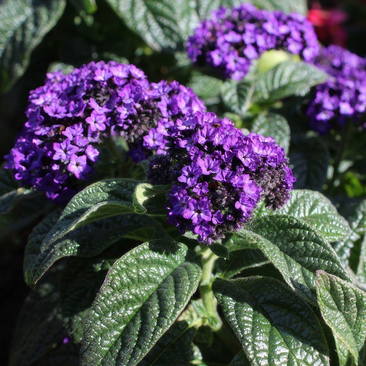 Heliotrope Cherry Pie P10helcpi - Garden Express Australia