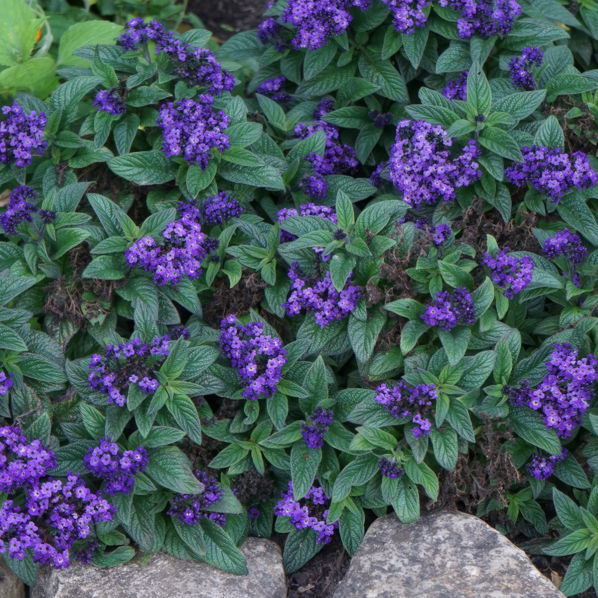 Heliotrope Lord Roberts P68hellro - Garden Express Australia