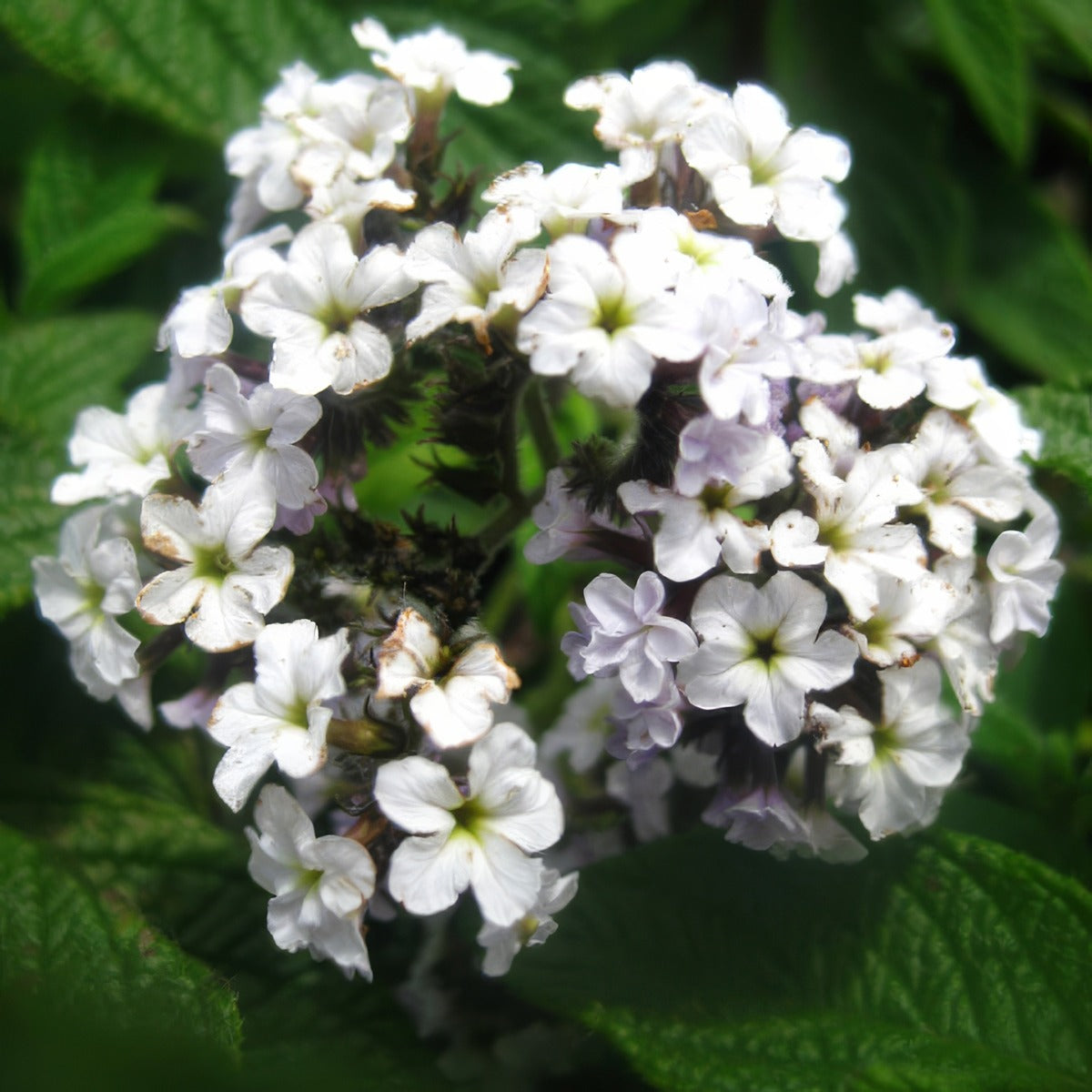 Heliotrope White P68helwhi - Garden Express Australia