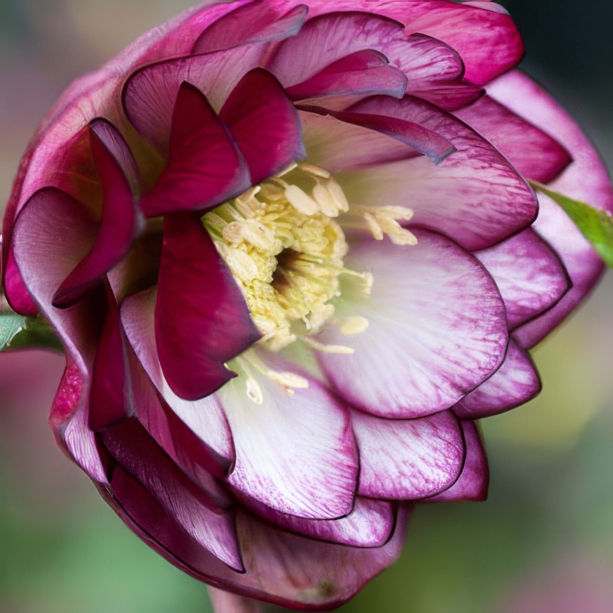 Hellebore Double Bicolour 2018 Pplheldbc - Garden Express Australia