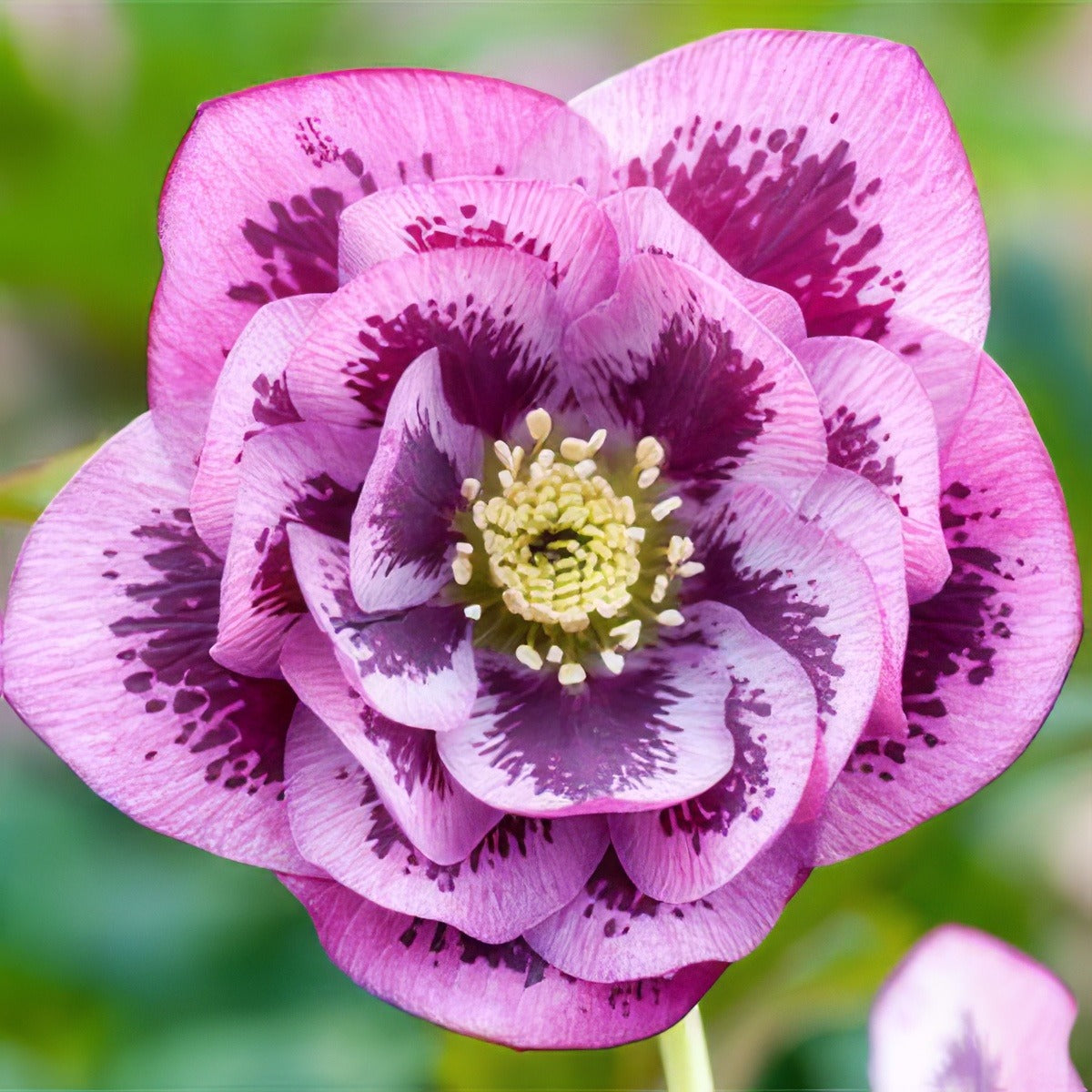 Hellebore Double Pink Blotched Pplheldpb 2020 - Garden Express Australia