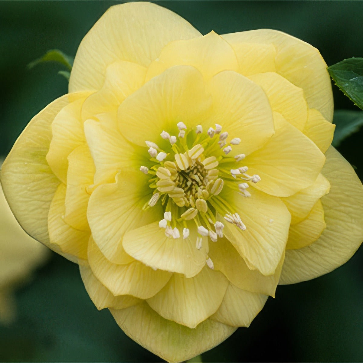 Hellebore Double Primrose Yellow Pplheldpy 2020 - Garden Express Australia