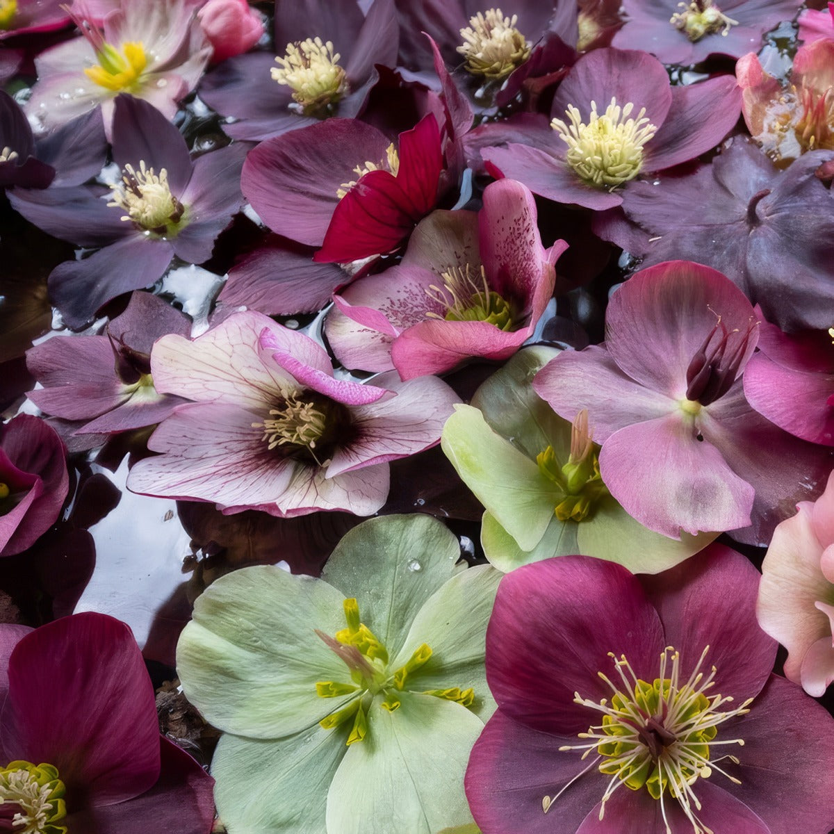 Hellebore Mixed Plahelmxd - Garden Express Australia