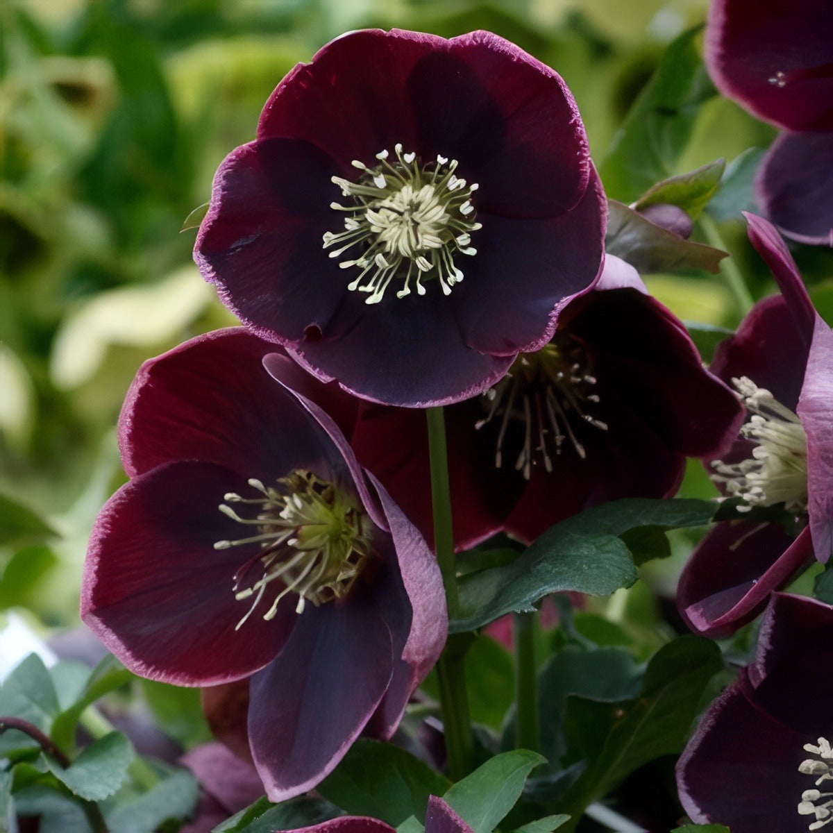 Hellebore Single Reverse Picotee Pplhelpsrp - Garden Express Australia