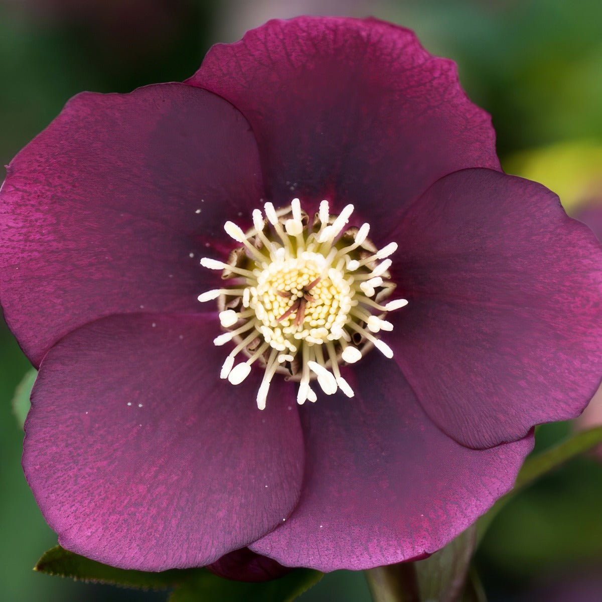 Hellebore Single Red Pplhelsrd - Garden Express Australia