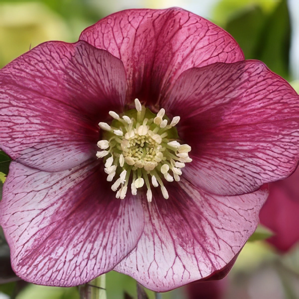 Hellebore Single Red Picotee Pplhelsre - Garden Express Australia