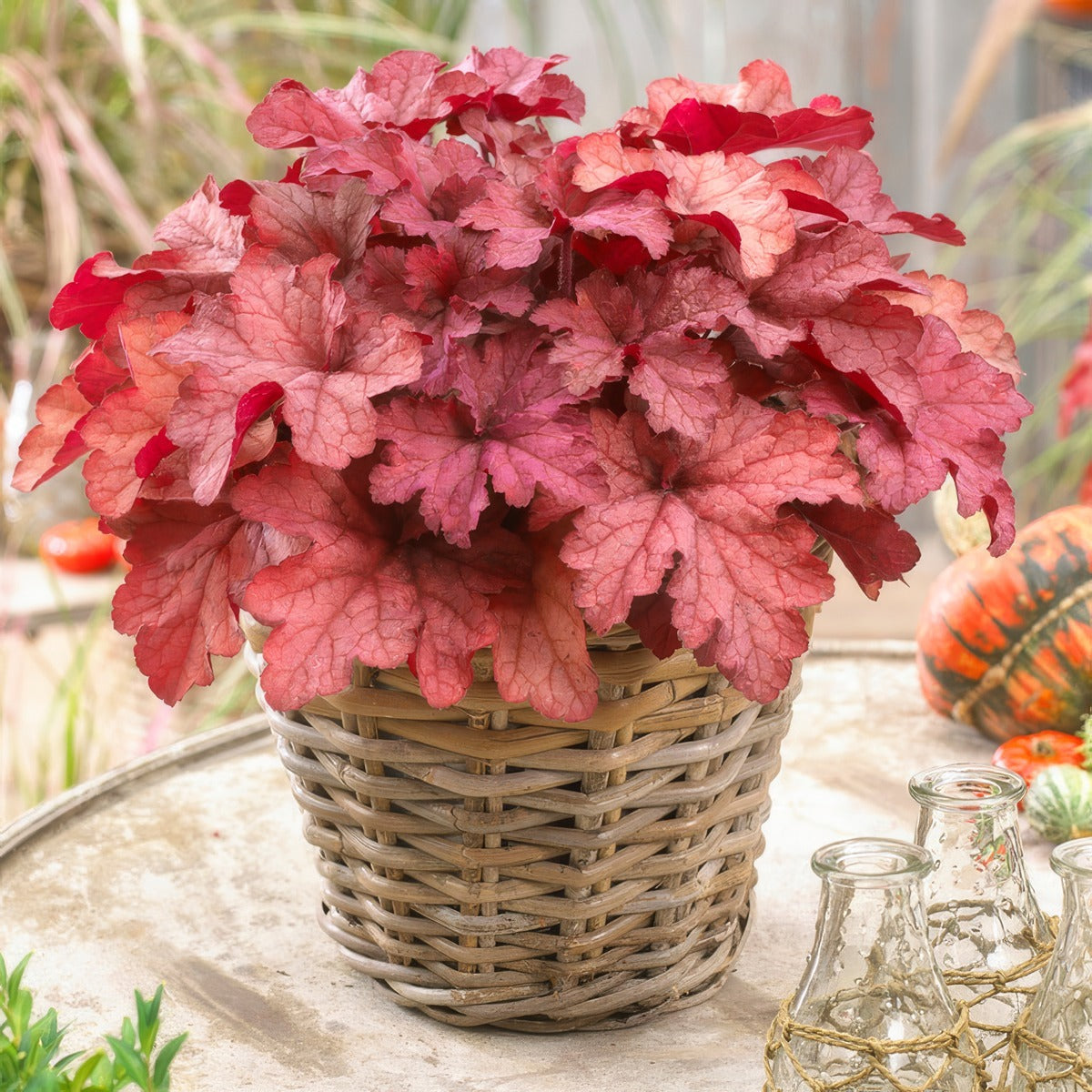 Heuchera Coralberry P68heucbe - Garden Express Australia