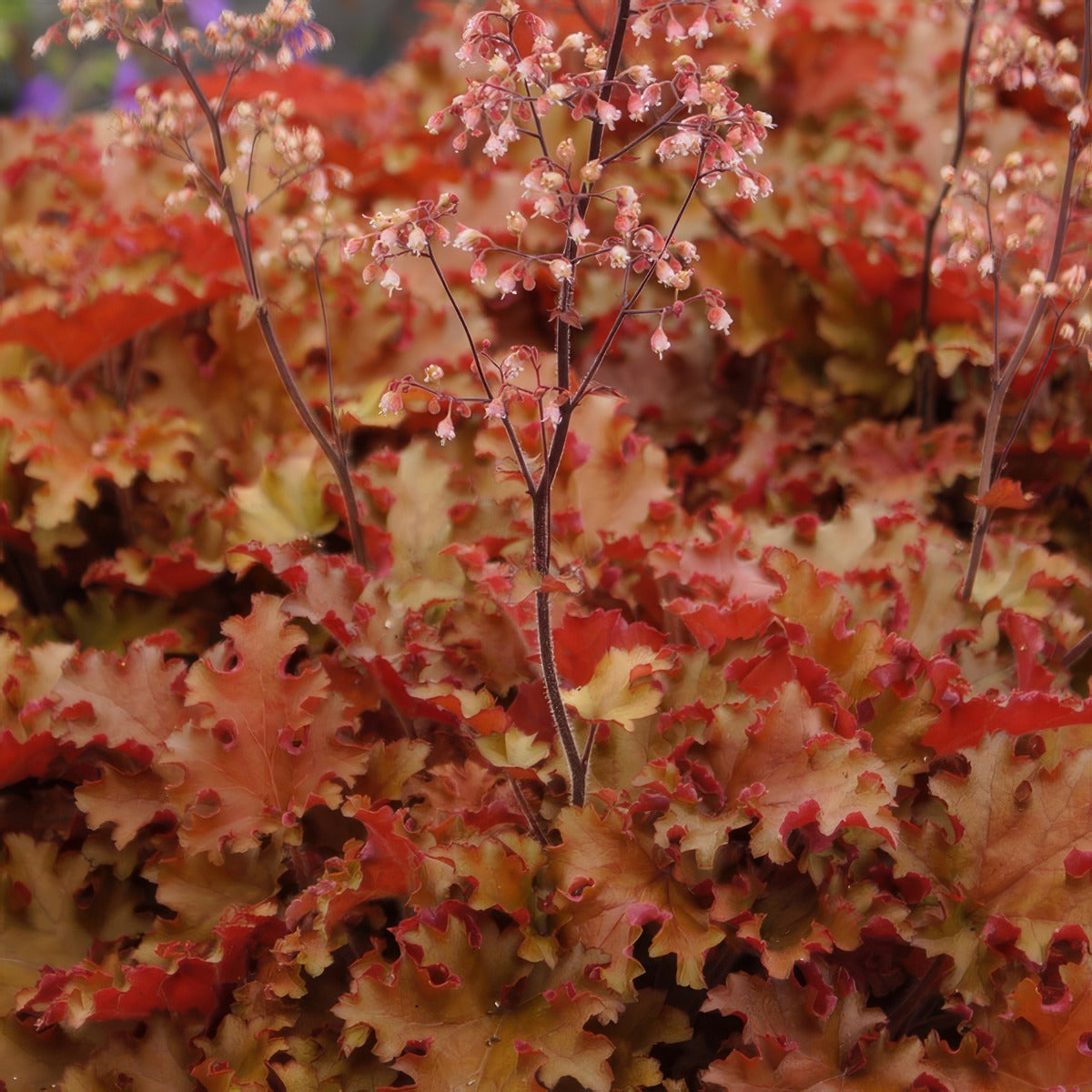 Heuchera Orangeberry P68heuobe - Garden Express Australia