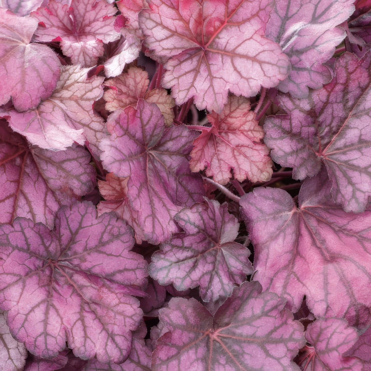 Heuchera Wild Rose P68heuwro - Garden Express Australia