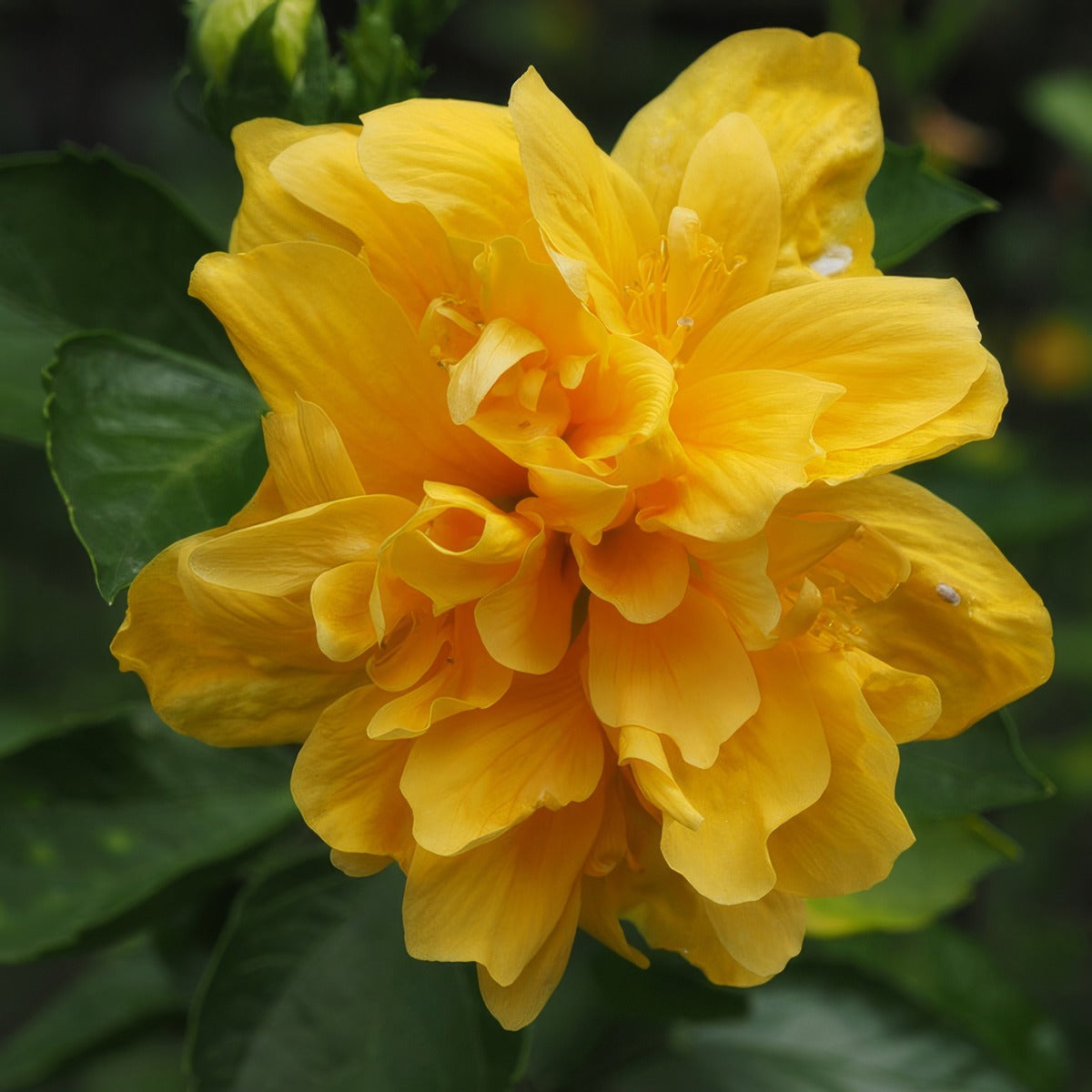Hibiscus Crown Of Bohemia P10hibcob - Garden Express Australia