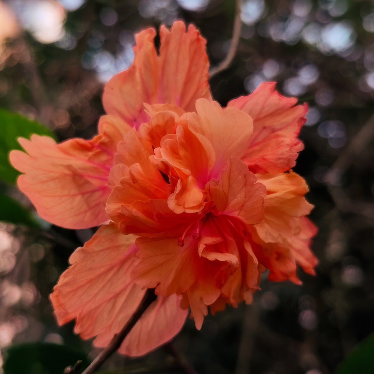 Hibiscus Gold Coast City P10hibgcc - Garden Express Australia