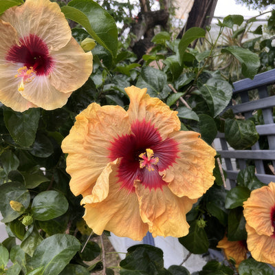 Hibiscus Herm Geller 1 - Garden Express Australia