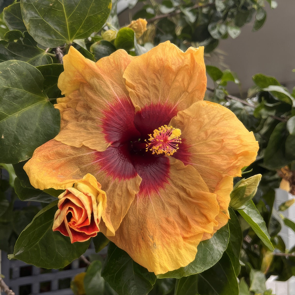 Hibiscus Herm Geller - Garden Express Australia