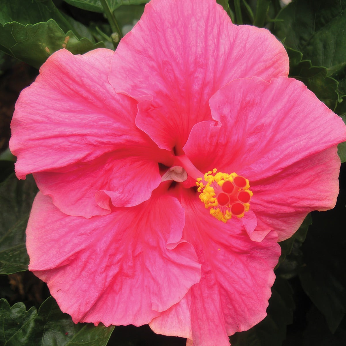 Hibiscus Rio Clara Hot Pink P10hibrchp - Garden Express Australia