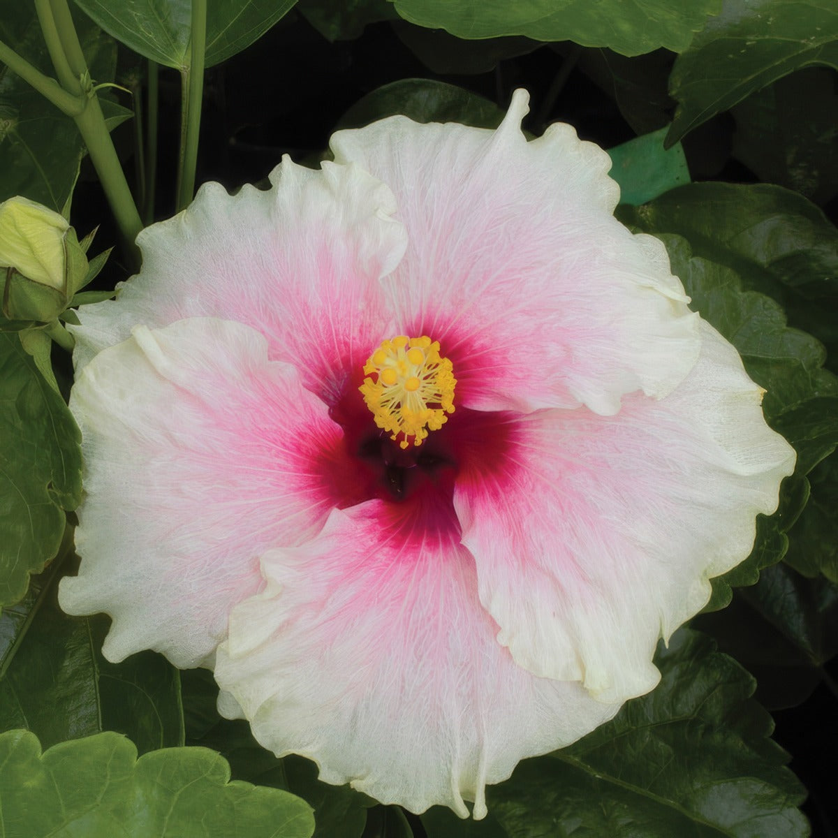 Hibiscus Rio Clara Shabby Chic P10hibrcsc - Garden Express Australia