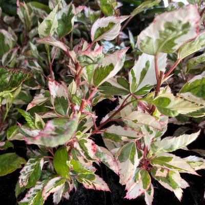 Hibiscus Snowflake Foliage - Garden Express Australia