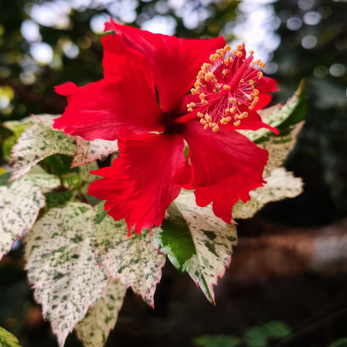 Hibiscus Snowflake P10hibsnw - Garden Express Australia