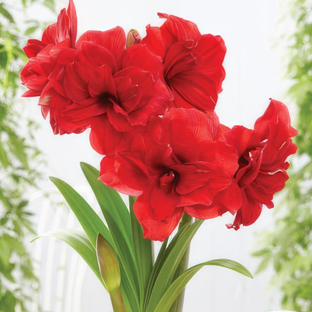 Hippeastrum Amarantia Pkhipama - Garden Express Australia
