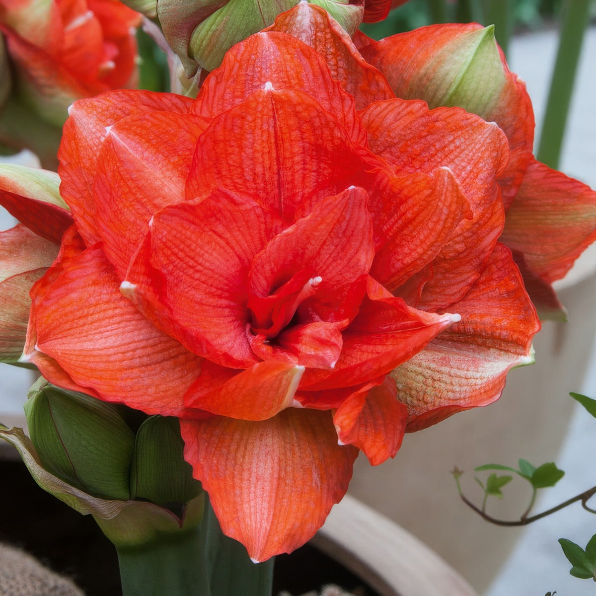 Hippeastrum Benito 21 Pkhipben - Garden Express Australia