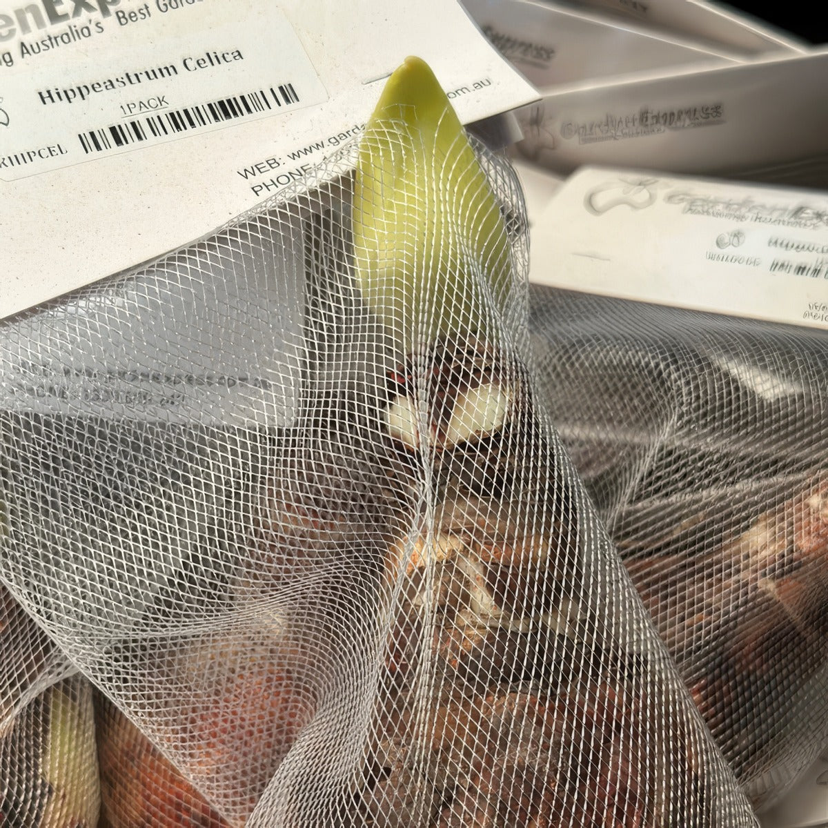 Hippeastrum Celica 1 Growing - Garden Express Australia