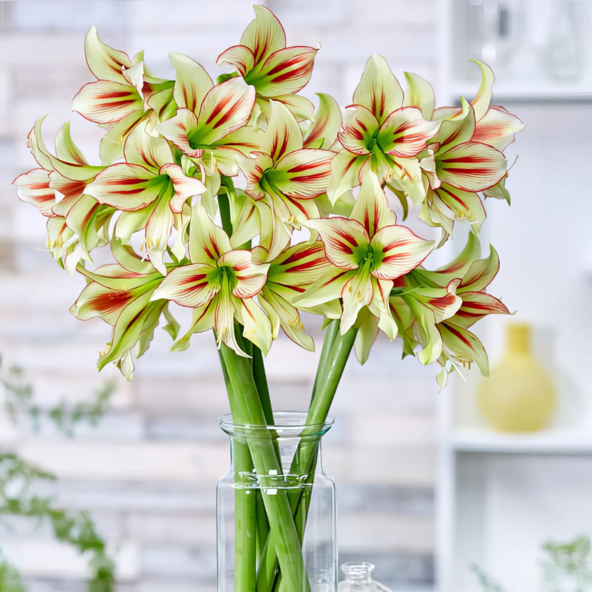 Hippeastrum Cleopatra Pkhipcle - Garden Express Australia
