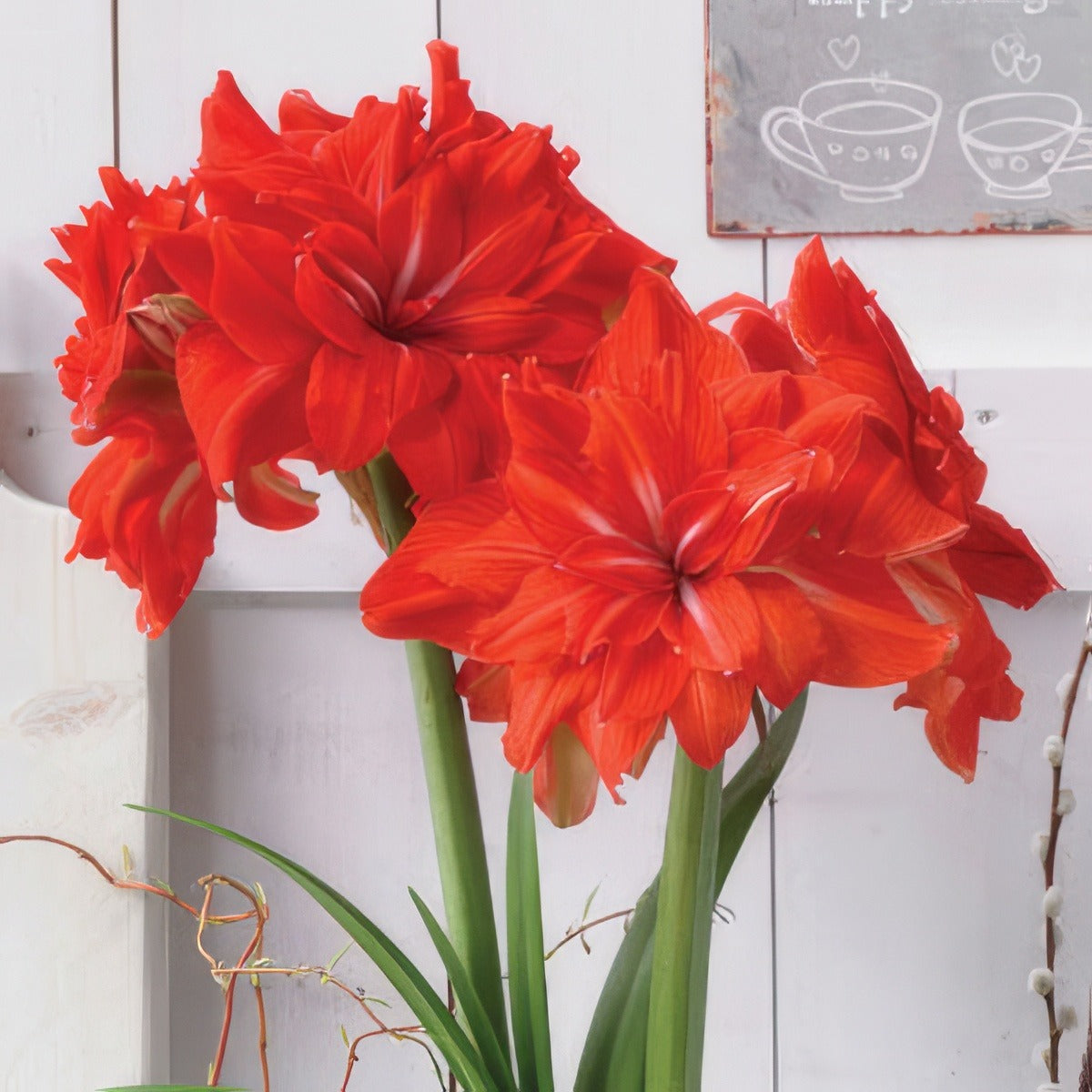 Hippeastrum Double Circus Pkhipdci - Garden Express Australia