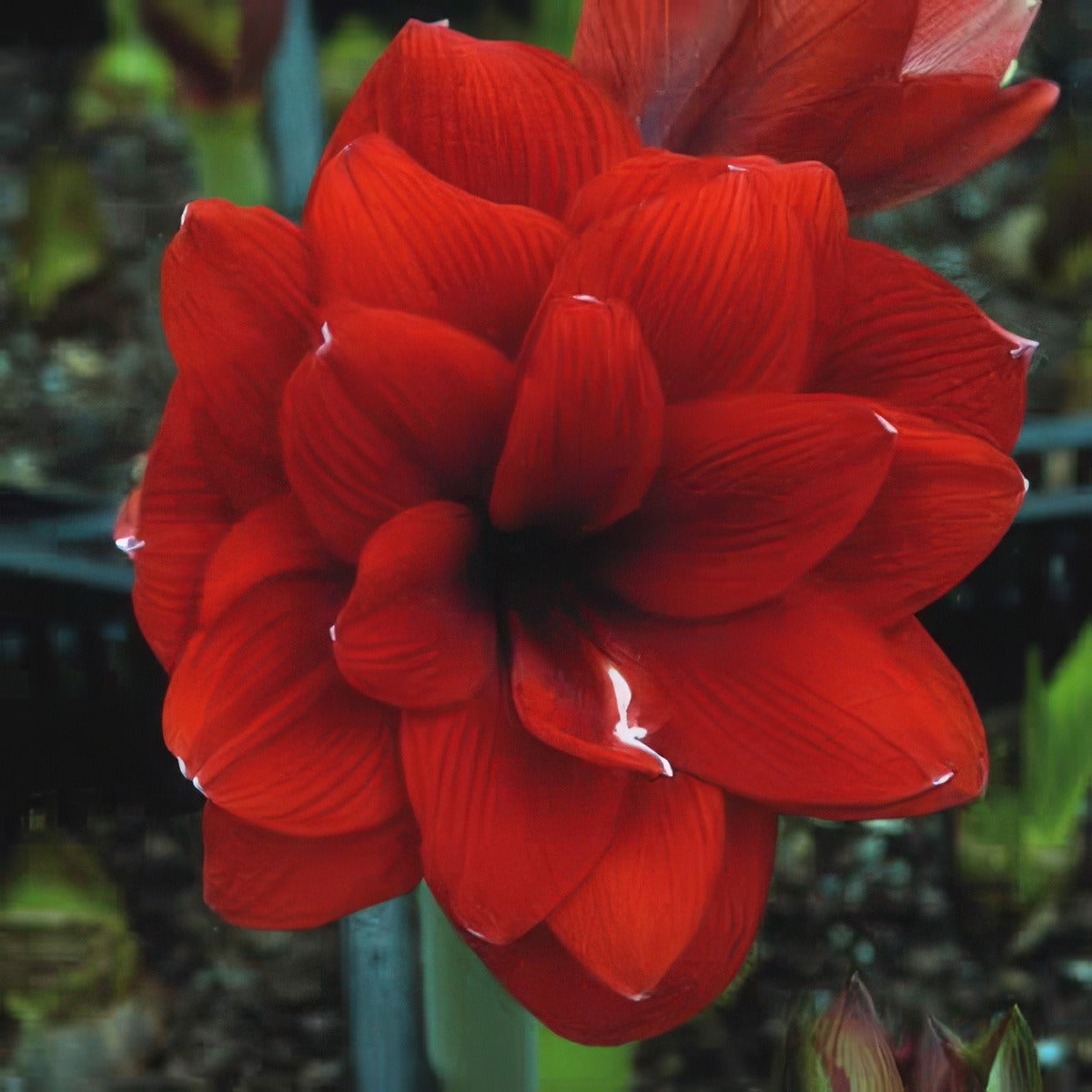 Hippeastrum Double Dragon - Garden Express Australia