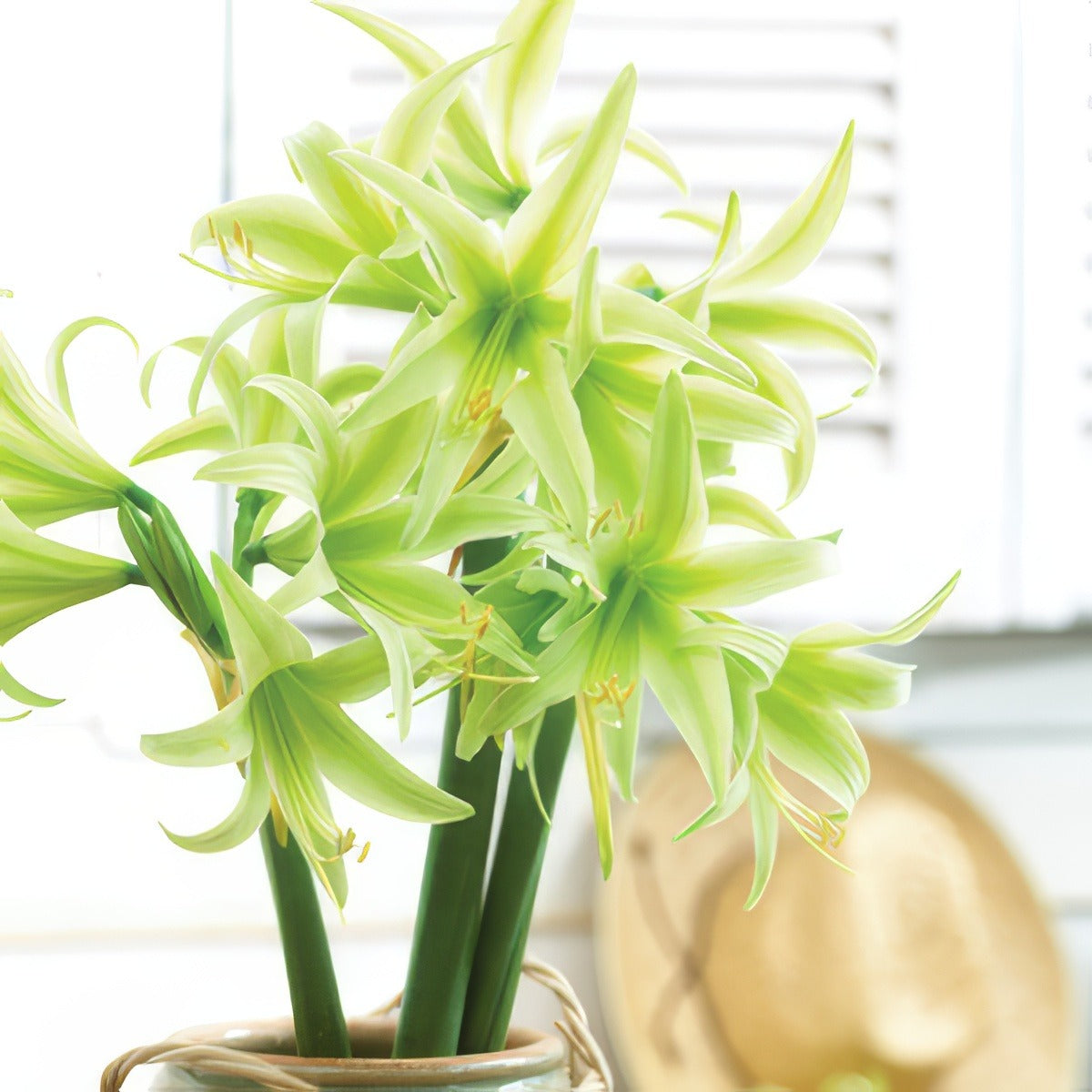 Hippeastrum Evergreen Pkhipeve - Garden Express Australia