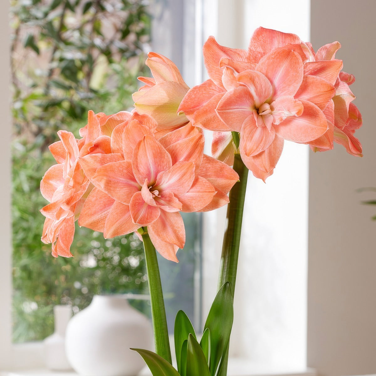 Hippeastrum Flamingo Amadeus Pkhipfam - Garden Express Australia